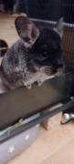 2 Chinchilla 