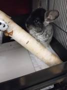 2 Chinchilla 