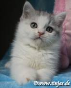 Britisch Kurzhaar Kater blue silver tabby