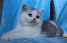 Britisch Kurzhaar Kater blue silver tabby