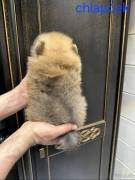 Pomeranian Zwergspitz Welpen