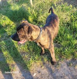 Junger Bulldoggen-Boxer-Mix nur in erfahrene Hände