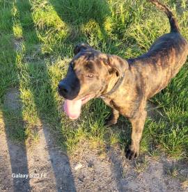 Junger Bulldoggen-Boxer-Mix nur in erfahrene Hände
