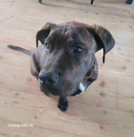 Junger Bulldoggen-Boxer-Mix nur in erfahrene Hände