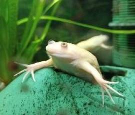 Suche Krallenfrosch (Xenopus laevis)