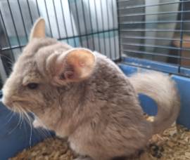 Chinchillaweibchen sucht neues zu Hause 