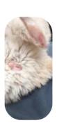 Chinchillaweibchen sucht neues zu Hause 