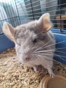 Chinchillaweibchen sucht neues zu Hause 