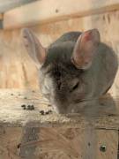 3 Chinchilla Männchen