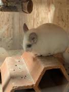 3 Chinchilla Männchen