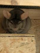 3 Chinchilla Männchen