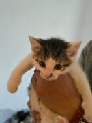 2 liebe Katzenbabys suchen ein Zuhause – geimpft