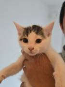 2 liebe Katzenbabys suchen ein Zuhause – geimpft