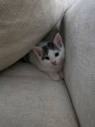2 liebe Katzenbabys suchen ein Zuhause – geimpft