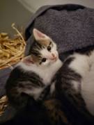 2 liebe Katzenbabys suchen ein Zuhause – geimpft