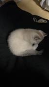 Baby britisich kurzhaar kitten mit viel zubehör 