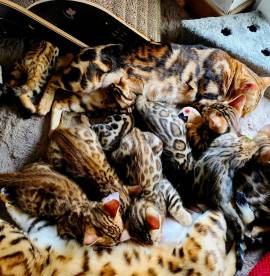 Exklusive Bengalkitten aus erfahrener Premiumzucht