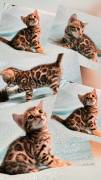 Exklusive Bengalkitten aus erfahrener Premiumzucht