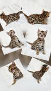 Exklusive Bengalkitten aus erfahrener Premiumzucht