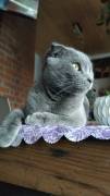 Scottish Fold Katze 