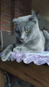 Scottish Fold Katze 