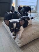 Reinrassige Chihuahua Welpen 