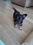 Reinrassige Chihuahua Welpen 