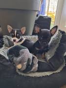 Reinrassige Chihuahua Welpen 