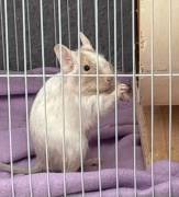 Degu Schwestern