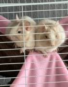 Degu Schwestern