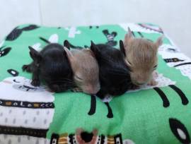 Niedliche Degu Kids suchen demnächst Heugeber!