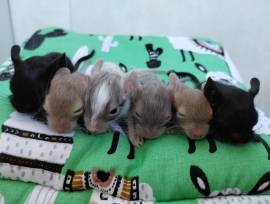 Niedliche Degu Kids suchen demnächst Heugeber!