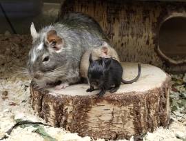 Niedliche Degu Kids suchen demnächst Heugeber!