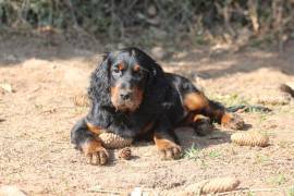 Süße Gordon Setter Welpen zu verkaufen 