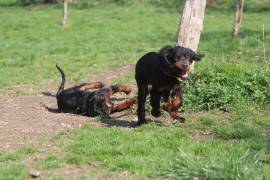 Süße Gordon Setter Welpen zu verkaufen 