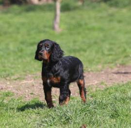 Süße Gordon Setter Welpen zu verkaufen 