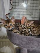 Bengalkatzen Kitten 