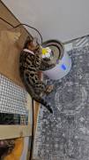 Bengalkatzen Kitten 