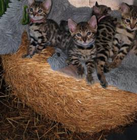 Bengalkatzen Kitten 