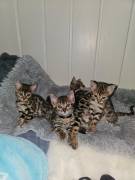 Bengalkatzen Kitten 