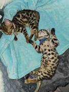 Bengalkatzen Kitten 