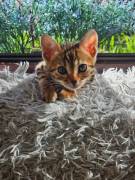 Bengalkatzen Kitten 