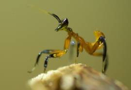 Helvia cardinalis Gelbe Orchideenmantis 