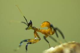 Helvia cardinalis Gelbe Orchideenmantis 