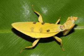 Helvia cardinalis Gelbe Orchideenmantis 