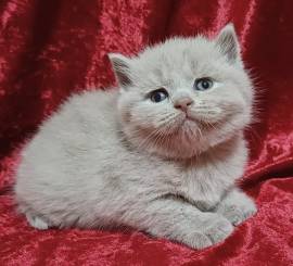 Bkh/Blh Kitten