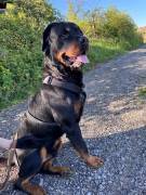 Rottweiler Rüde 3J sucht dringend erfahrenes z.Hau