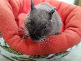 Cooles Degu Duo-Vater&amp;Sohn,Sonderfarben