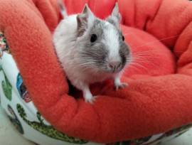 Cooles Degu Duo-Vater&amp;Sohn,Sonderfarben
