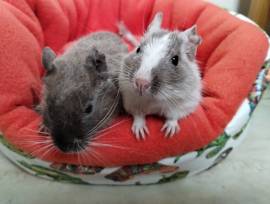 Cooles Degu Duo-Vater&Sohn,Sonderfarben